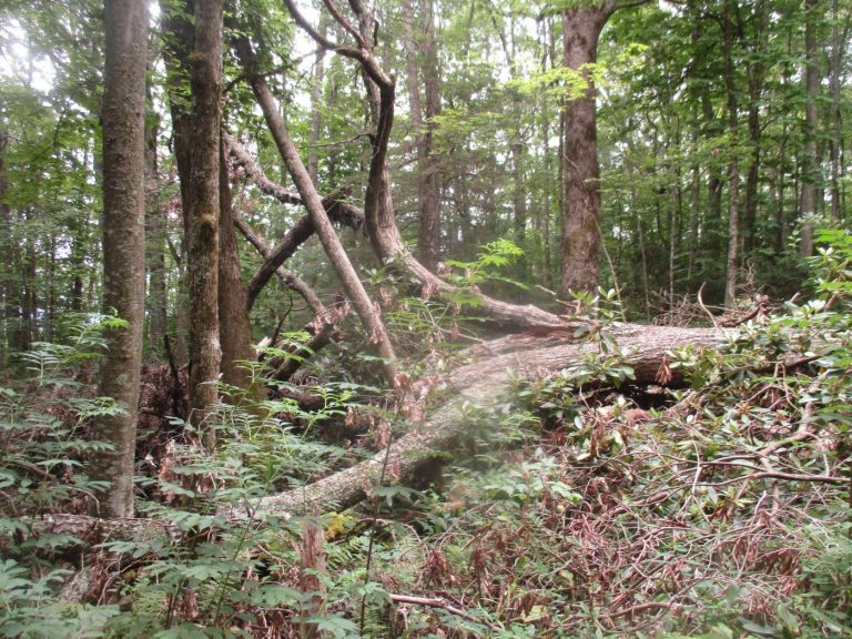 Appalachian Trail