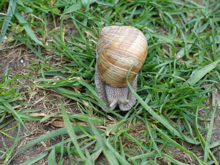 Österreichischer Weitwanderweg