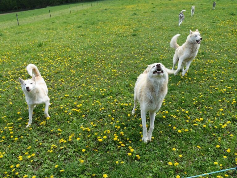 Österreichischer Weitwanderweg
