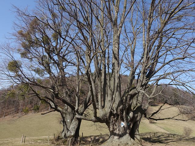 Österreichischer Weitwanderweg 06