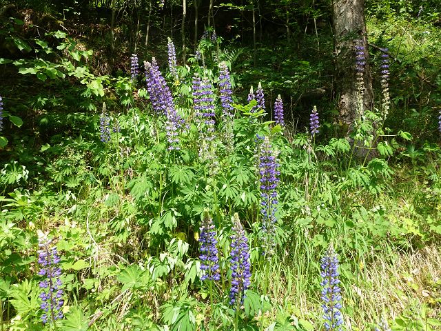 Österreichischer Weitwanderweg 06
