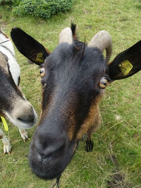Österreichischer Weitwanderweg 03