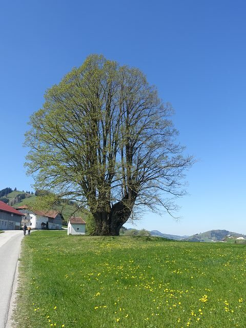 Österreichischer Weitwanderweg 04